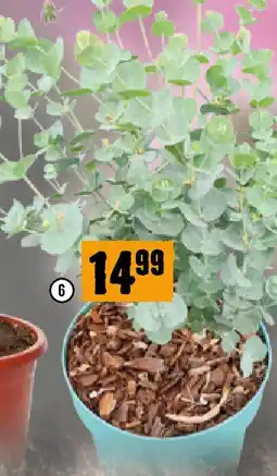 Hornbach Eucalyptus Angebot