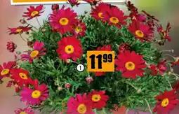 Hornbach Margerite Angebot