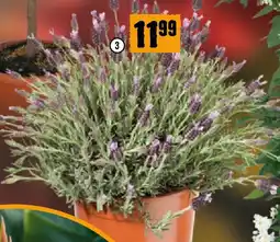 Hornbach Schmetterlingslavendel Angebot
