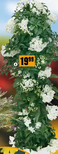 Hornbach Falscher Jasmin Angebot