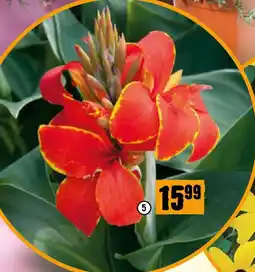 Hornbach Indisches Blumenrohr Angebot