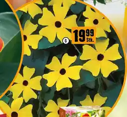 Hornbach Schwarzäugige Susanne Angebot