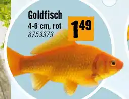 Hornbach Goldfisch Angebot