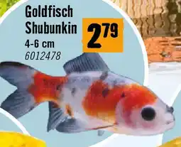 Hornbach Goldfisch Shubunkin Angebot