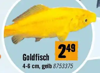 Hornbach Goldfisch Angebot