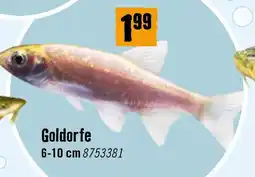 Hornbach Goldorfe Angebot