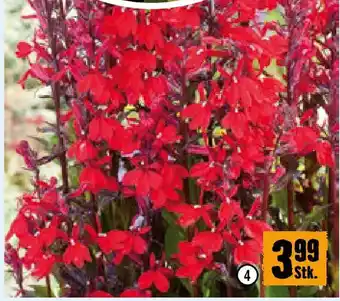 Hornbach Wasserlobelie Angebot