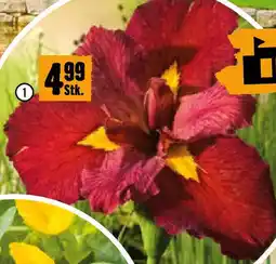 Hornbach Rote Wasseriris „,Ann Chowing Angebot