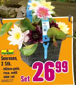 Hornbach Seerosen Angebot