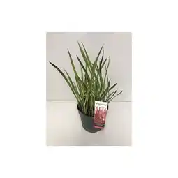 Hellweg Japanisches Blutgras 82704 HELLWEG Angebot