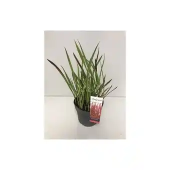Hellweg Japanisches Blutgras 82704 HELLWEG Angebot