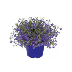 Hellweg Beet- und Balkonpflanzen Männertreu 589599 HELLWEG Angebot