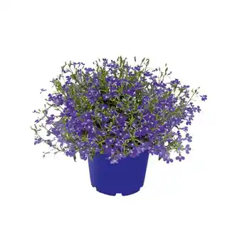 Hellweg Beet- und Balkonpflanzen Männertreu 589599 HELLWEG Angebot