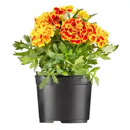 Hellweg Beet - und Balkonpflanzen Tagetes 589601 Angebot