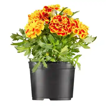 Hellweg Beet - und Balkonpflanzen Tagetes 589601 Angebot