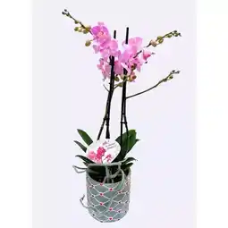 Hellweg Schmetterlingsorchidee 356415 HELLLWEG Angebot