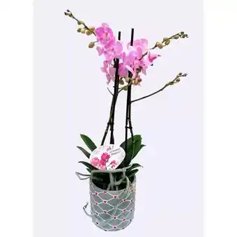 Hellweg Schmetterlingsorchidee 356415 HELLLWEG Angebot