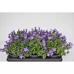 Hellweg Glockenblume 272920 HELLWEG Angebot