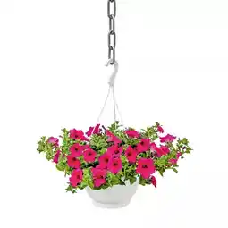 Hellweg Ampelpflanze verschiedene Sorten 353490 HELLWEG Angebot