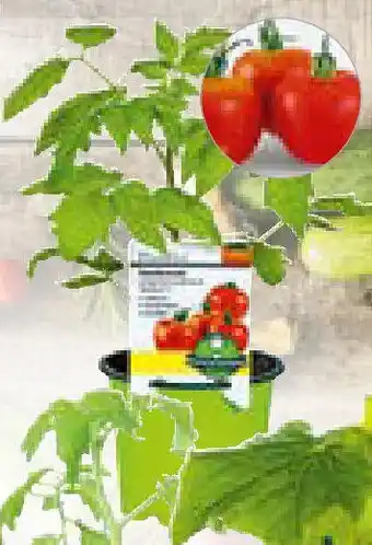 Hellweg GemüsepflanzeGemüsepflanze ,,Meisterklasse" Topf-Ø 10,5 cm, versch. aromatische Sorten, z. B. Tomate, Paprika Meisterklasse Angebot