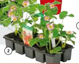Hellweg Erdbeerpflanze Angebot