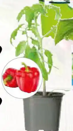 Hellweg Bio-Gourmet- Gemüsepflanzen Angebot