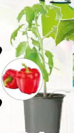 Hellweg Bio-Gourmet- Gemüsepflanzen Angebot