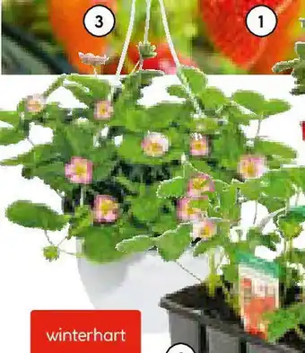 Hellweg Erdbeerpflanze-Ampel Angebot