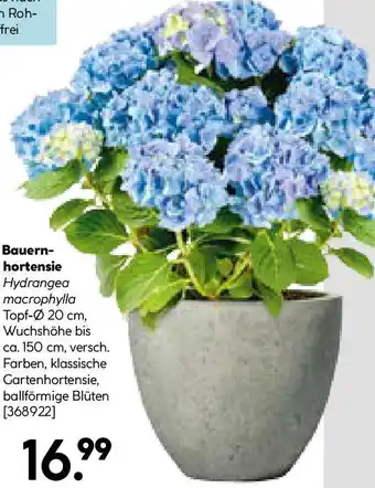 Hellweg Bauern- hortensie Angebot