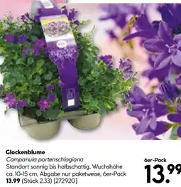 Hellweg Glockenblume Angebot