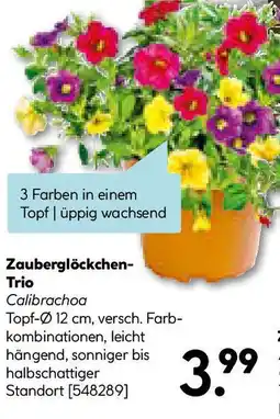 Hellweg Zauberglöckchen- Trio Angebot