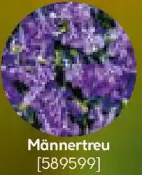 Hellweg Männertreu Angebot