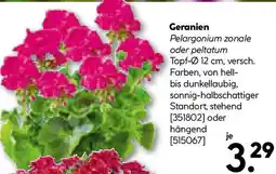 Hellweg Geranien Angebot