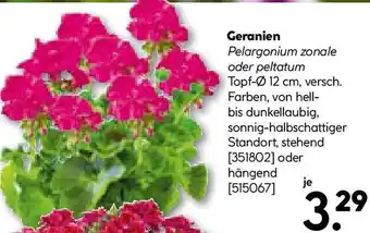 Hellweg Geranien Angebot
