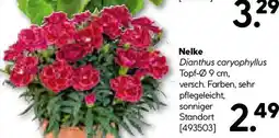 Hellweg Nelke Angebot