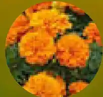 Hellweg Tagetes Angebot