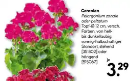 Hellweg Geranien Pelargonium zonale Angebot