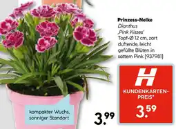 Hellweg Prinzess-Nelke Angebot