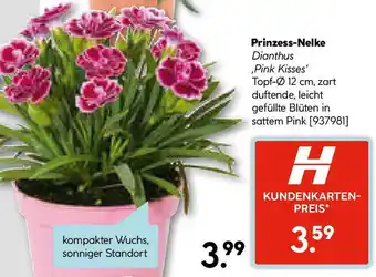 Hellweg Prinzess-Nelke Angebot
