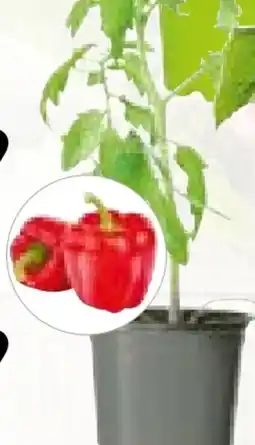 Hellweg Plantiflor Gemüsepflanzen Meisterklasse Angebot
