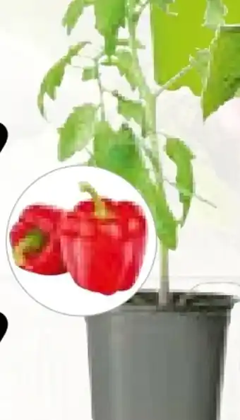 Hellweg Plantiflor Gemüsepflanzen Meisterklasse Angebot