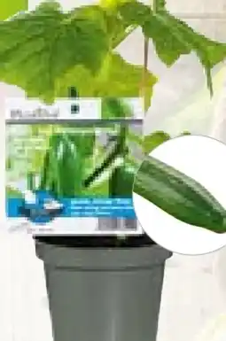 Hellweg Plantiflor Vitalgemüse Angebot