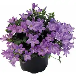 Hellweg Plantiflor Glockenblume Angebot