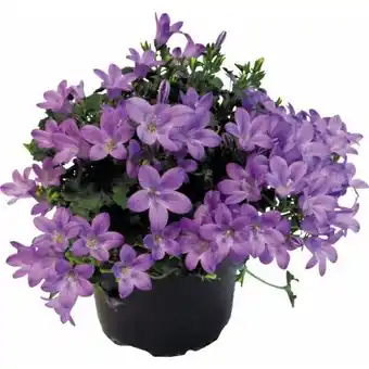 Hellweg Plantiflor Glockenblume Angebot
