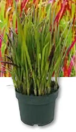 Hellweg Plantiflor Japanisches Blutgras Angebot
