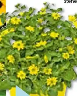 Hellweg Sanvitalia Angebot