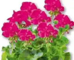 Hellweg Stehende Geranien Angebot