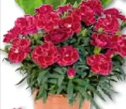 Hellweg Nelken Angebot