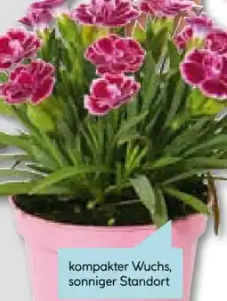 Hellweg Plantiflor Prinzess-Nelke Angebot