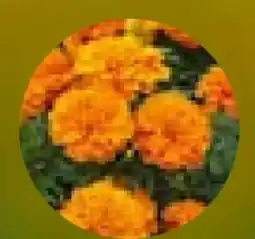 Hellweg Beet-Balkonpflanzen Tagetes Angebot